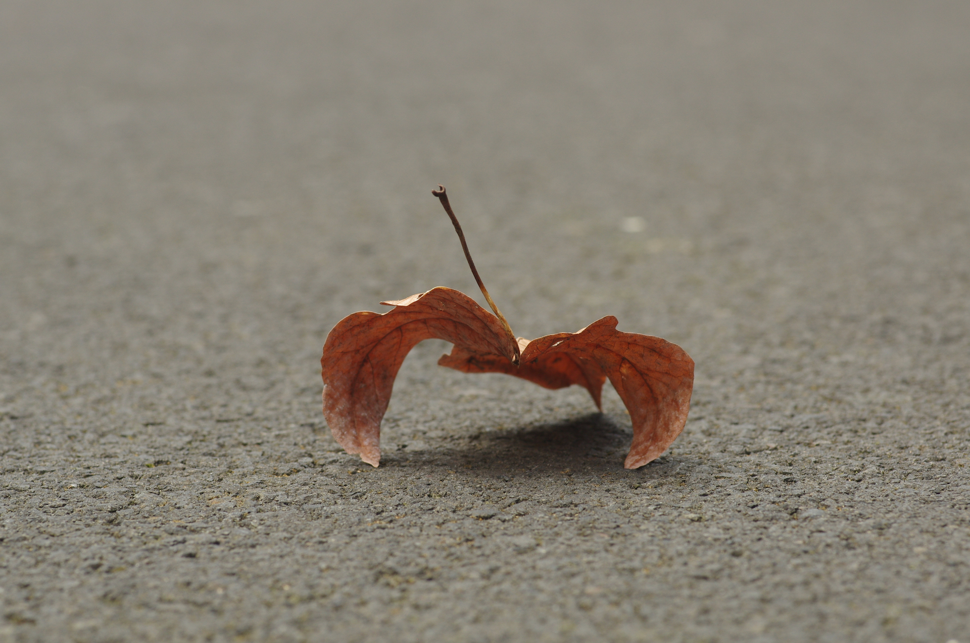 A leaf that looks like a crab