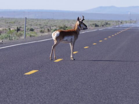 Pronghorn in the Road