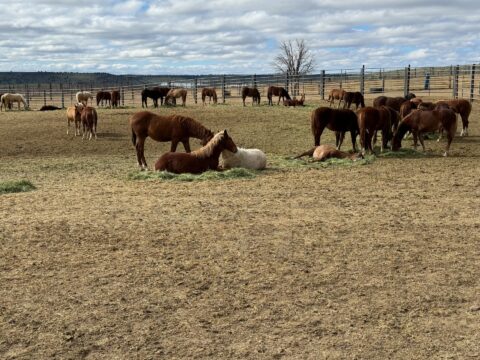 BLM Oregon Wild Hors Corral