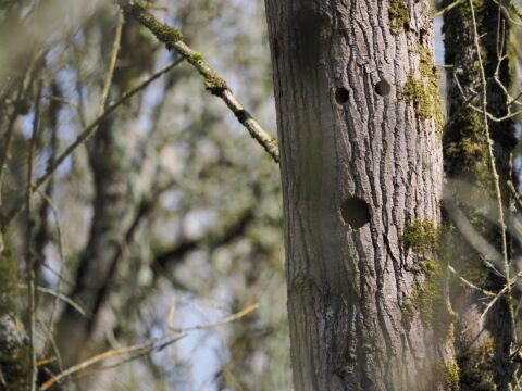Surprised Tree