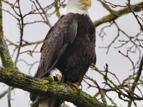 Bald Eagle