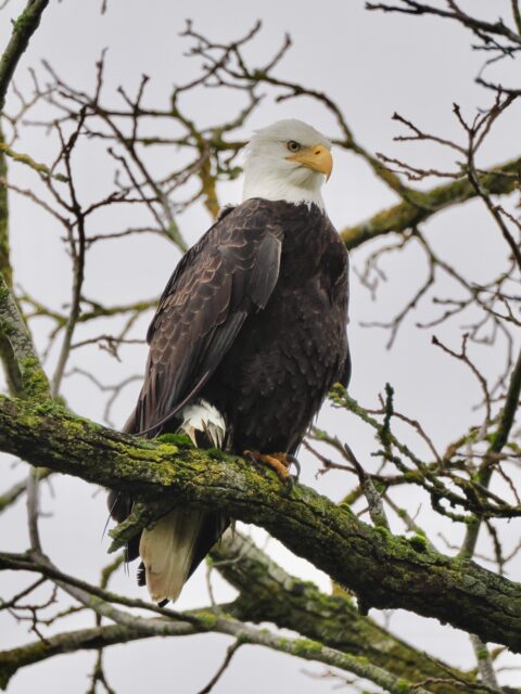 Bald Eagle